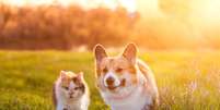 Os cães e os gatos também podem adquirir doenças que colocam sua saúde em risco  Foto: Bachkova Natalia | Shutterstock / Portal EdiCase