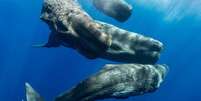 A comunicação entre cachalotes pode apresentar estruturas similares às da linguagem humana  Foto: Amanda Cotton/Projeto CETI / BBC News Brasil