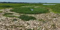 Pantanal Paulista enfrenta morte em massa de peixes; entenda  Foto: Reprodução/EPTV 