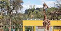 Diversos recintos do Zoo, como o das girafas, ganharam murais de grafite personalizados.  Foto: Felipe Rau/Estadão / Estadão