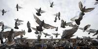 Os pombos fazem parte de uma longa lista de causadores de doenças respiratórias Foto: OLI SCARFF/AFP via Getty Images / BBC News Brasil