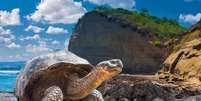 As tartarugas são seres repletos de curiosidades  Foto: FOTOGRIN | Shutterstock / Portal EdiCase