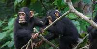 Chimpanzés usam gestos para se comunicarem  Foto: Cat Hobaiter / BBC News Brasil