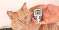 Diabetes também pode afetar os pets e, se não tratada, causa complicações graves  Foto: Yaya Photos | Shutterstock / Portal EdiCase