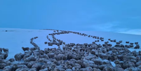 Ovelhas durante frio extremo da Patagônia  Foto: Ministério de Defesa da Argentina