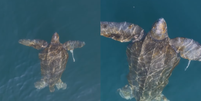 Tartaruga-de-couro está em risco de extinção Foto: Reprodução/Instagram/@rafa.mesquita