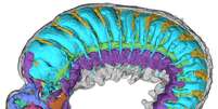 Cientistas conseguiram distinguir a anatomia interna da criatura perfeitamente preservada em cores diferentes Foto: Emma J Long / BBC News Brasil