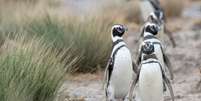 Pinguins estão em temporada de migração para praias do Sul e Sudeste do Brasil  Foto: Canva / Perfil Brasil