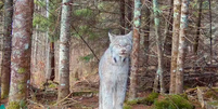 Lince-do-canadá posa para câmera em uma floresta isolada em Minnesota (EUA)  Foto: 