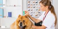 Entenda tudo sobre a leishmaniose em pets  Foto: Shutterstock / Alto Astral