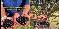 Rodízio de jabuticaba custa  R$ 20 no interior de São Paulo  Foto: Reprodução/Instagram/@perambulandoemsp