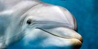 Características físicas e comportamentais dos golfinhos explicam por que eles são tão encantadores  Foto: Andrea Izzotti | Shutterstock / Portal EdiCase
