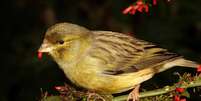 Os canários são uma das aves mais populares no Brasil  Foto: Marcos Flavio | Shutterstock / Portal EdiCase