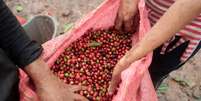 Frutos de café robusta
29/12/2017
REUTERS/Oswaldo Rivas  Foto: Reuters