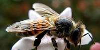 A abelha Apis mellifera que habita o Brasil, conhecida popularmente como africanizada, é resultado do cruzamento das raças europeias e africana. Apesar de serem muito defensivas, as abelhas africanizadas são ativas o ano todo, altamente produtivas e resistentes às doenças.  Foto: Adam Carvalho - Flickr / Flipar