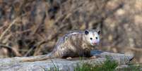 Os gambás são seres com características e comportamentos interessantes  Foto: Bert B Wildlife Photos | Shutterstock / Portal EdiCase