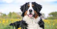 Cachorros da raça bernese encantam por sua pelagem tricolor, temperamento afetuoso e adaptabilidade  Foto: Eve Photo graphy | Shutterstock / Portal EdiCase