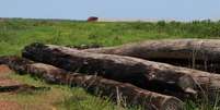 Proporcionalmente em relação ao próprio tamanho, Cerrado foi o segundo bioma que mais perdeu vegetação nativa  Foto: DW / Deutsche Welle