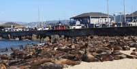 Praia nos EUA é interditada após ser tomada por centenas de leões-marinhos  Foto: Reprodução/NOAA's Monterey Bay National Marine Sanctuary