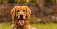 Algumas raças de cachorro se destacam pela beleza  Foto: neelsky | Shutterstock / Portal EdiCase