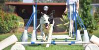 Existem esportes que são praticados por cachorros  Foto: Marcel Blanc | Shutterstock / Portal EdiCase