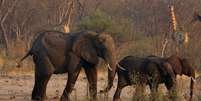 Um grupo de elefantes e girafas caminha perto de uma carcaça de elefante em um bebedouro dentro do Parque Nacional de Hwange, no Zimbábue, em 23 de outubro de 2019  Foto: Philimon Bulawayo / Reuters