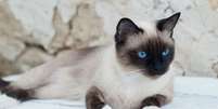 O snowshoe é um gato que se destaca por suas patas brancas  Foto: MelashaCat | Shutterstock / Portal EdiCase