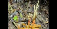 Tarântula dominada pelo fungo Cordyceps  Foto: Reprodução/Instagram