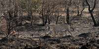 Onça após incêndio que atinge Pantanal  Foto: Bruno Sartori