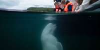 Baleia beluga acusada de ser ‘espiã russa’ é encontrada morta na Noruega  Foto: Reprodução/Instagram/Marine Mind