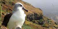 Albatrozes-gigantes da Ilha Marion Foto: Divulgação/MouseFreeMarion