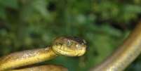 A cobra-arbórea-marrom (Boiga irregularis) causou a extinção de algumas espécies de pássaros que vivem em Guam  Foto: Isaac Chellman/Estadão