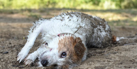 Às vezes, nossos cães rolam em algo nojento e há várias possíveis explicações para isso  Foto: Getty Images / BBC News Brasil