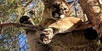 Um garoto de 5 anos sofreu ferimentos sérios após ser atacado por um puma, em um parque estadual nos Estados Unidos  Foto: California Department of Fish and Wildlife / BBC / Perfil Brasil