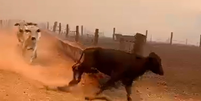 Vídeo mostra gado fugindo do fogo durante incêndio em fazenda de Goiás  Foto: Reprodução