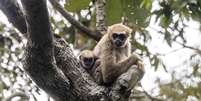 Muriqui-do-norte é abraçador e ajudam a conservar a Mata Atlântica   Foto: Leonardo Mercon/VW Pics/Getty Images