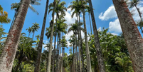 Jardim Botânico está localizado na zona Sul no Rio de Janeiro  Foto: Carioca sem fronteiras