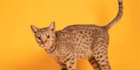 O gato ocicat tem uma personalidade extremamente amigável e sociável  Foto: Nynke van Holten | Shutterstock / Portal EdiCase