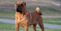 A raça shar pei é uma das mais antigas do mundo Foto: Marcelino Pozo Ruiz | Shutterstock / Portal EdiCase