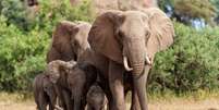 Os elefantes são animais que impressionam por suas habilidades Foto: Henk Bogaard | Shutterstock / Portal EdiCase