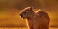 A capivara pode ser encontrada em áreas úmidas da América do Sul, como pântanos, rios e lagos Foto: Ondrej Prosicky | ShutterStock / Portal EdiCase