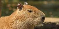 Em um comunicado nas redes sociais, a instituição enfatizou que, embora a capivara seja um animal dócil, é recomendável não se aproximar dela  Foto: Canva Fotos / Perfil Brasil