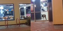 Canguru invade loja do KFC na Austrália Foto: Reprodução/TikTok/@torriebolton