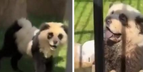 Zoológico na China admite que pintou cachorros para se parecerem com pandas Foto: Reprodução/Redes Sociais