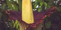 Flor-cadáver leva uma década para florescer e atrai multidões para admirá-la. Cientistas ainda estão estudando seu ciclo de vida  Foto: RBGE / BBC News Brasil