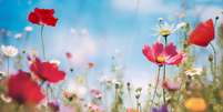 Aproveite as energias da primavera para fazer três simpatias poderosas para atrair amor e renovar sua vida amorosa durante essa estação.  Foto: Shutterstock. / João Bidu