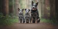 O boiadeiro australiano é um cão de trabalho dedicado e um ótimo amigo para a família Foto: Liudmila Bohush | Shutterstock / Portal EdiCase