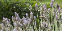 O óleo de lavanda é extraído por meio de destilação a vapor. Foto: Zeca Wittner/Estadão / Estadão