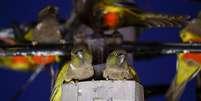 Invasão de papagaios em cidade da Argentina  Foto: REUTERS/Agustin Marcarian