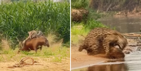 Em viagem ao Pantanal, Whindersson Nunes registra ataque de onça-pintada a capivara; veja  Foto: Reprodução/Instagram